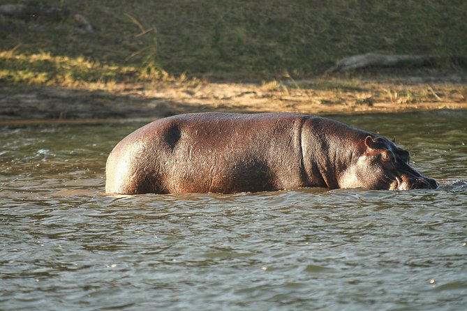 From Victoria Falls: Chobe National Park Small Group Tour - Guides can make or break the day