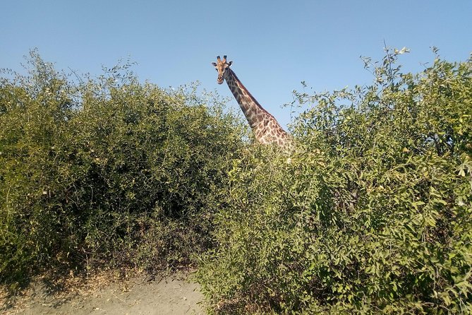 From Victoria Falls: Chobe National Park Small Group Tour - Is $200 good value for a full day?