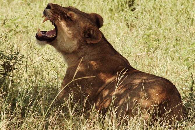 From Victoria Falls: Chobe National Park Small Group Tour - The 7:30 AM pickup and the road to Botswana