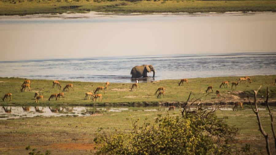 From Victoria Falls: Full Chobe Day trip to Chobe, Botswana - Key points at a glance