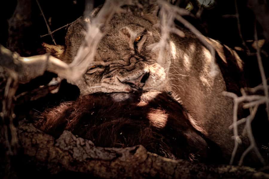 From Victoria Falls: Full Chobe Day trip to Chobe, Botswana - Why Chobe works so well as a day trip from Victoria Falls