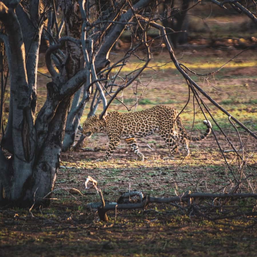 From Victoria Falls: Full Chobe Day trip to Chobe, Botswana - What the $229 price really covers