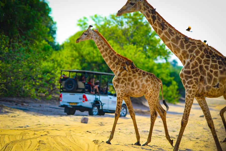 From Victoria Falls: Full Chobe Day trip to Chobe, Botswana - Who will get the most from this Chobe outing?