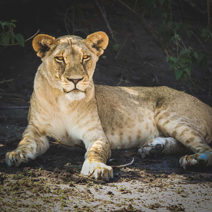 From Victoria Falls: Full Chobe Day trip to Chobe, Botswana - Should you book the Chobe day trip?
