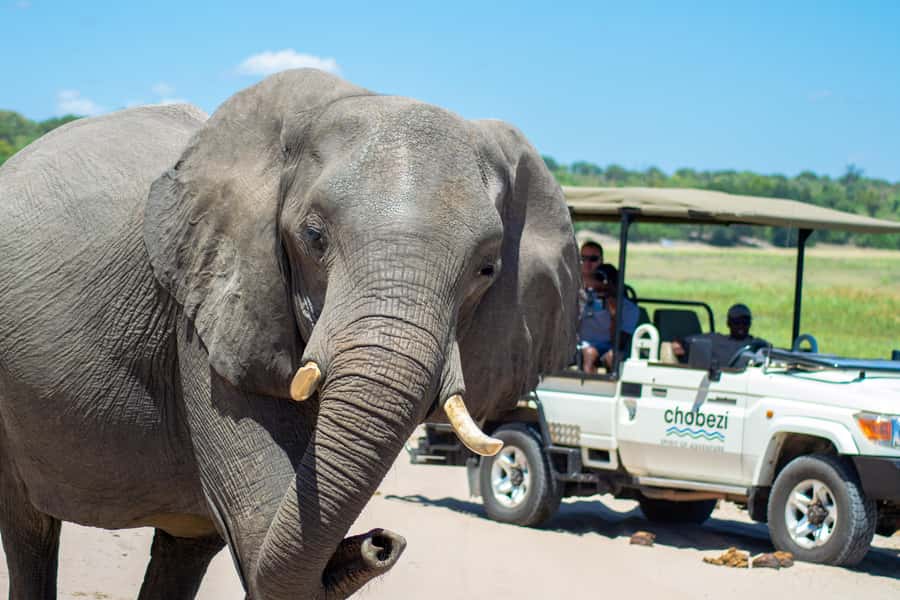 From Victoria Falls: Full Chobe Day trip to Chobe, Botswana - The one-hour road transfer and Botswana border