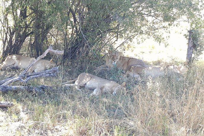 From Victoria Falls: Hwange National Park Day Safari - Why make the long trip to Hwange?