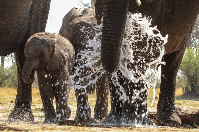 From Victoria Falls: Hwange National Park Day Safari - Two game drives, with waterholes as the focus