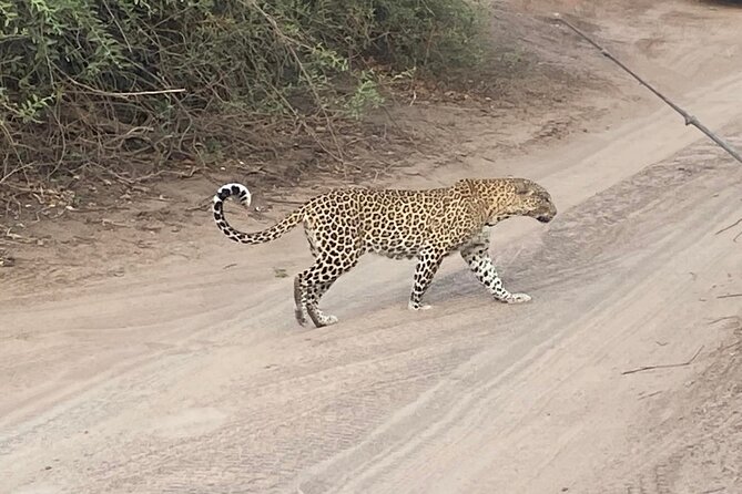 From Victoria Falls: Hwange National Park Day Safari - What you might see in Hwange
