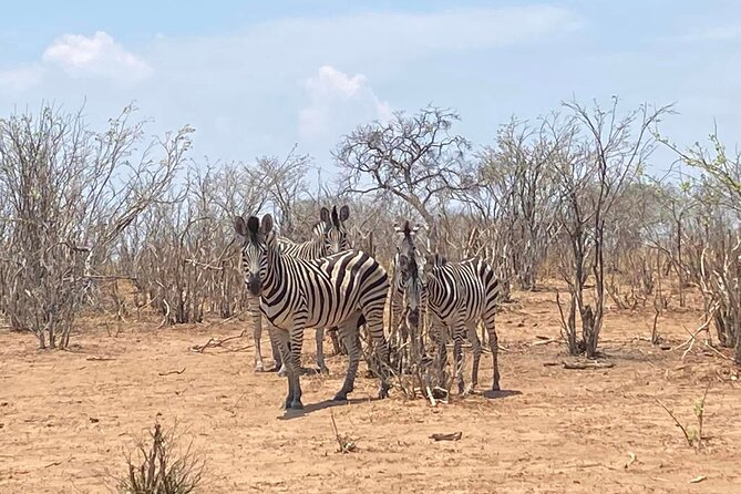 From Victoria Falls: Hwange National Park Day Safari - Picnic lunch beside the wildlife action