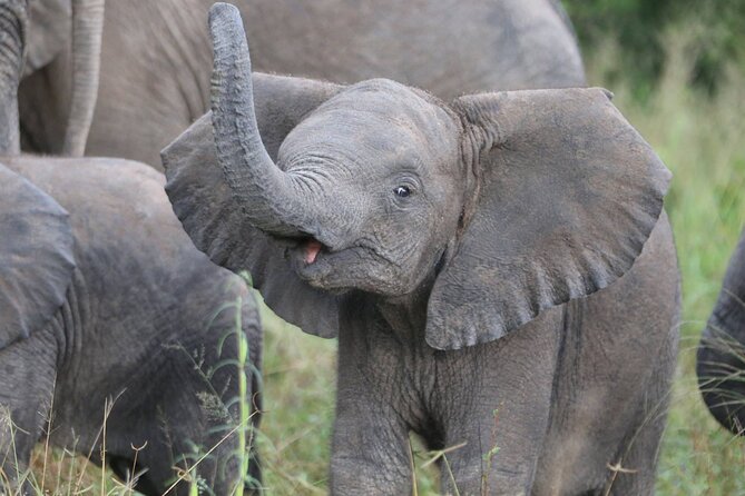 From Victoria Falls: Hwange National Park Day Safari - The return to Victoria Falls around 8:00 pm