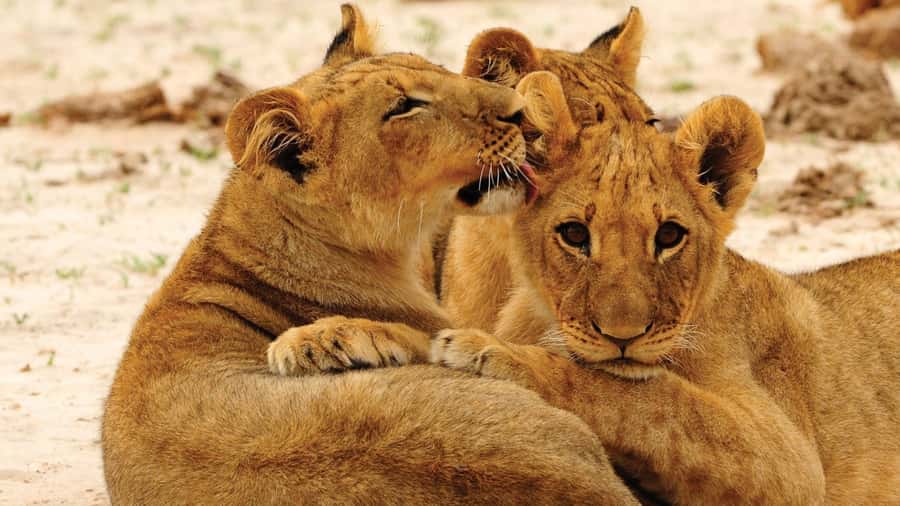 From Victoria Falls: Hwange National Park Day Trip & Safari - Key Points Before You Book
