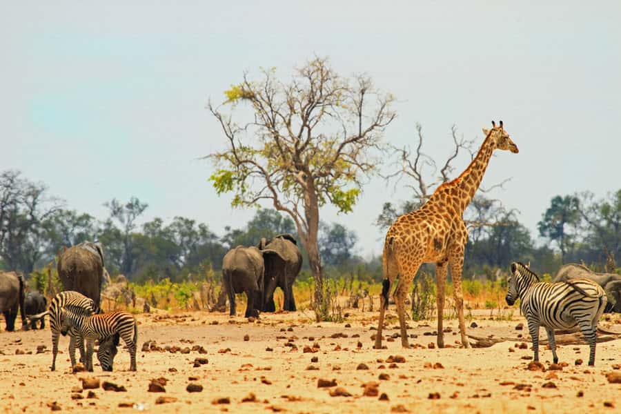 From Victoria Falls: Hwange National Park Day Trip & Safari - Why Hwange Makes Sense From Victoria Falls