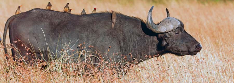 From Victoria Falls: Hwange National Park Day Trip & Safari - Meeting Hwange’s Painted Dogs
