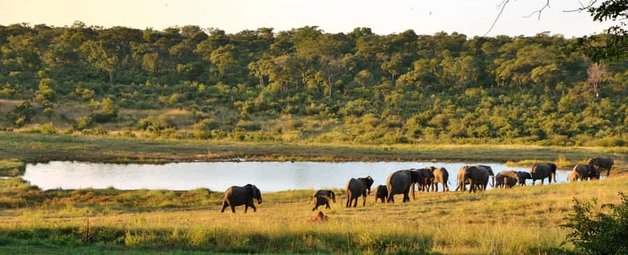 From Victoria Falls: Hwange National Park Day Trip & Safari - What the $350 Price Really Covers