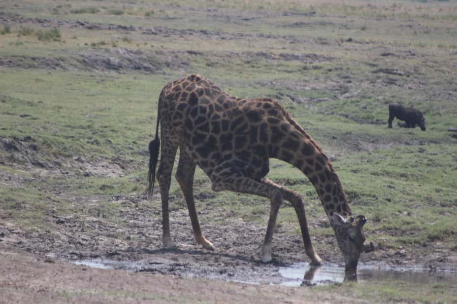 From Victoria Falls: Sunrise to Sunset Chobe Safari - Key points at a glance