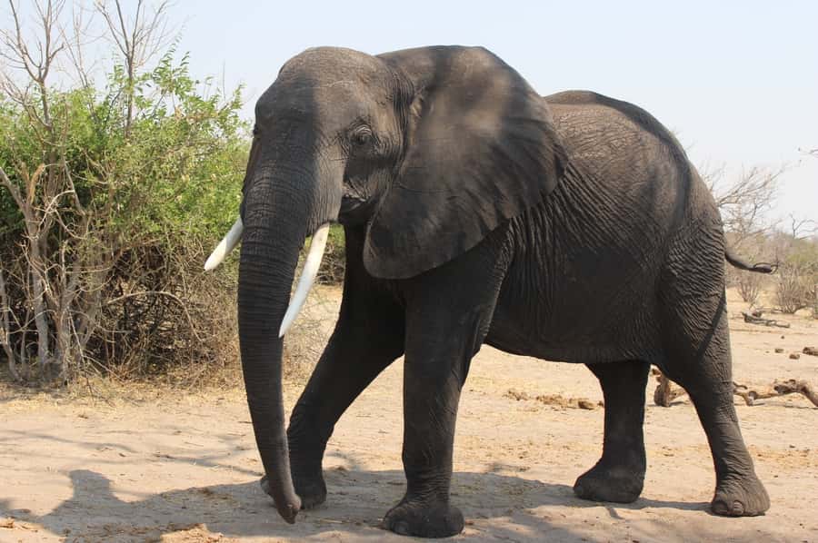 From Victoria Falls: Sunrise to Sunset Chobe Safari - Why Chobe works so well as a day trip from Victoria Falls