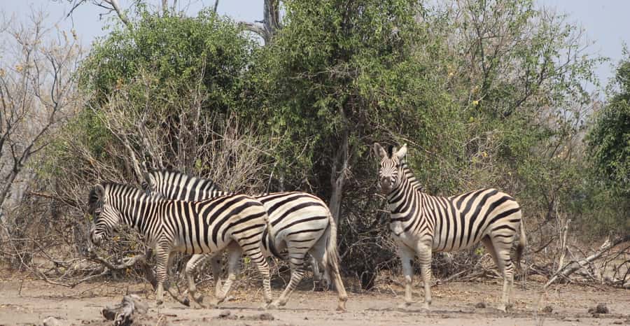 From Victoria Falls: Sunrise to Sunset Chobe Safari - The guides and the value of a small group