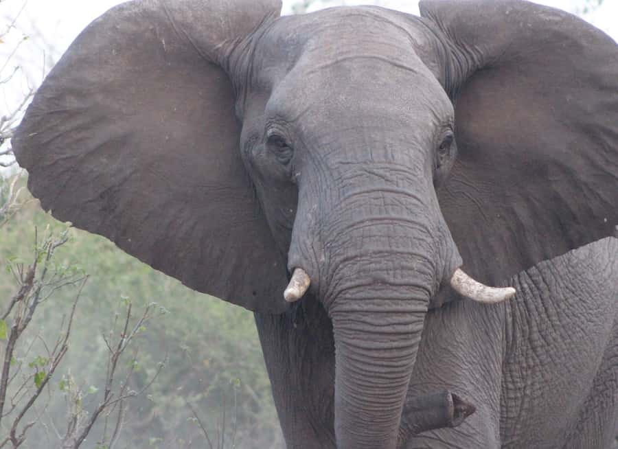 From Victoria Falls: Sunrise to Sunset Chobe Safari - What to pack and what to wear
