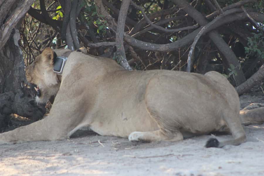 From Victoria Falls: Sunrise to Sunset Chobe Safari - The 5:00 AM departure and the road to Botswana