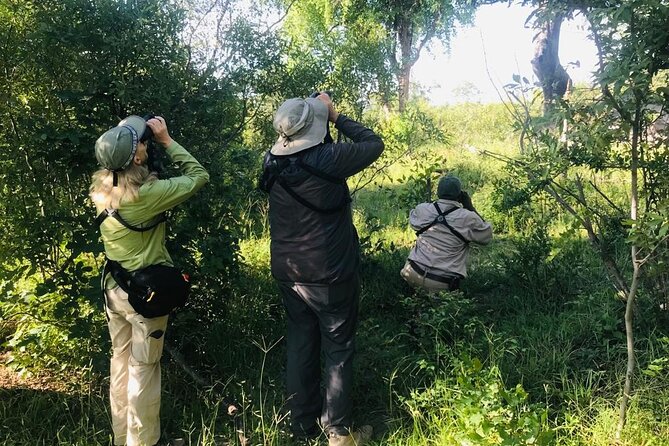 Full Day Birding Zambezi National Park Includes Picnic Lunch - Key points before you book