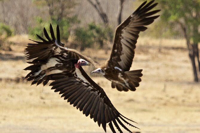 Full Day Birding Zambezi National Park Includes Picnic Lunch - What the $200 price really covers