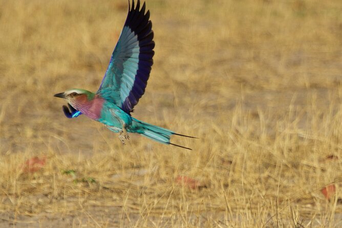 Full Day Birding Zambezi National Park Includes Picnic Lunch - Who will enjoy this day most