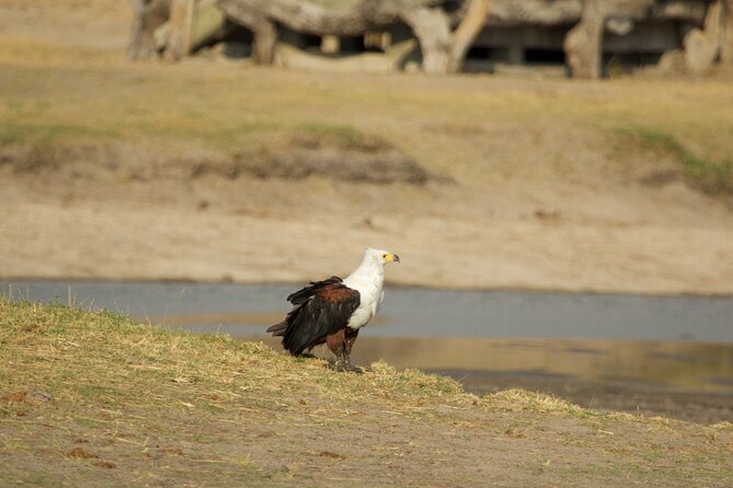 Full Day Birding Zambezi National Park Includes Picnic Lunch - Woodlands and changing habitats after lunch