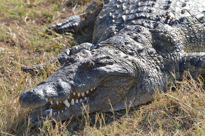 Full Day Chobe Trip with Lunch - Key points before you book