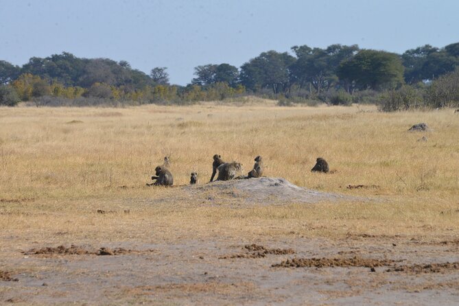 Full Day Chobe Trip with Lunch - Why Chobe makes a smart day trip from Victoria Falls
