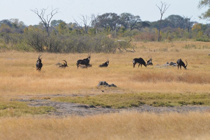 Full Day Chobe Trip with Lunch - Lunch at Cresta Mowana breaks up the safari