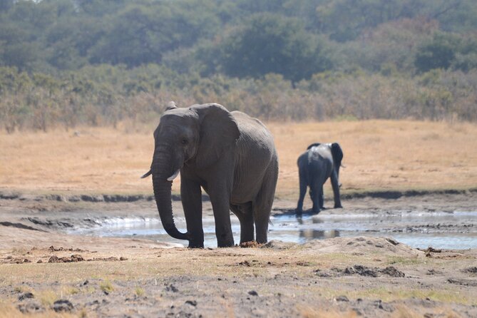Full Day Chobe Trip with Lunch - The Chobe River cruise offers a calmer view