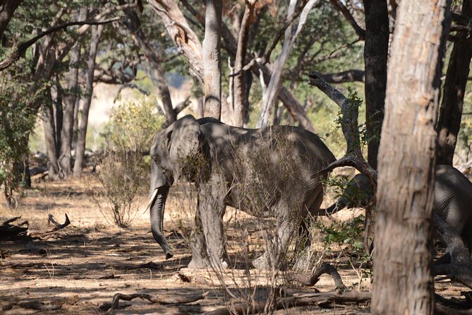 Full Day Chobe Trip with Lunch - The people who will get the most from this safari