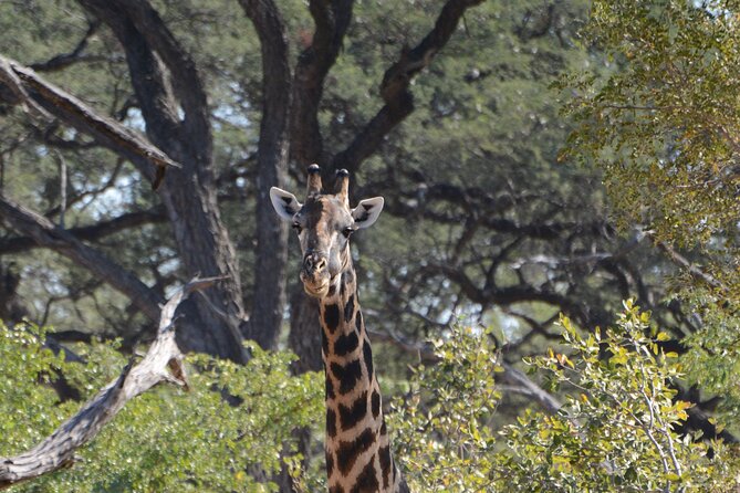 Full Day Chobe Trip with Lunch - How to make the long day work better
