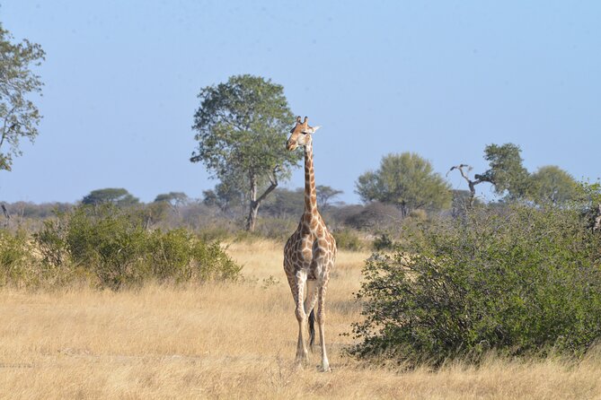 Full Day Chobe Trip with Lunch - Starting at Fuhara Safaris in Victoria Falls
