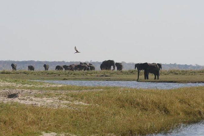 Full Day Hwange Day Trip - Lunch at 1:00 and a Useful Midday Pause