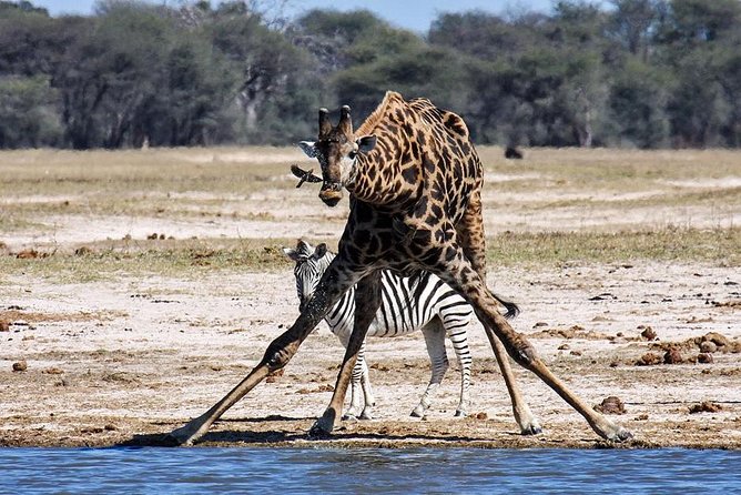 Full Day Hwange Day Trip - Guides, Group Size, and the Feel of the Safari