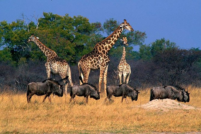 Full Day Hwange Day Trip - The 5:30 Pickup and Road to Hwange