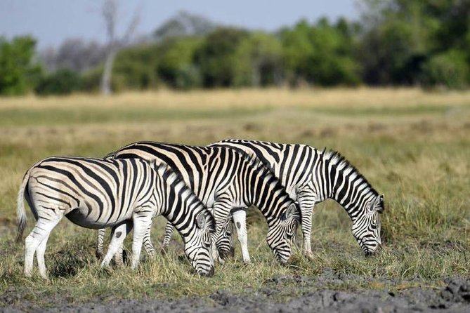 Full-Day Hwange National Park Tour from Victoria Falls - Leaving Victoria Falls at 6:00 am
