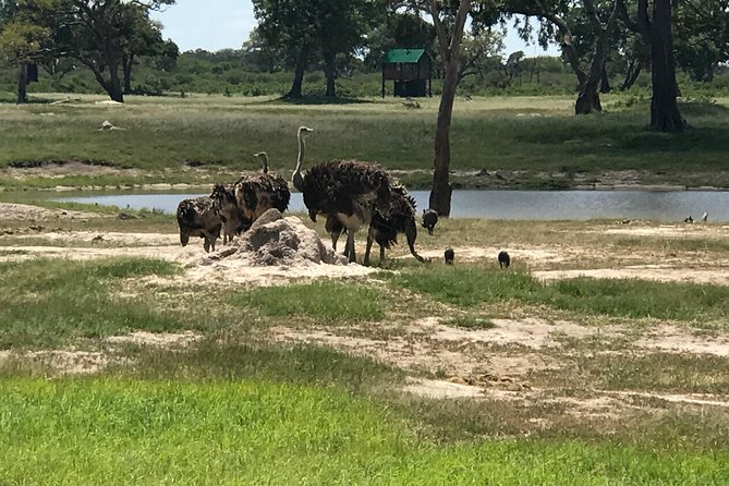 Full-Day Hwange National Park Tour from Victoria Falls - The full-day game drive and wildlife chances