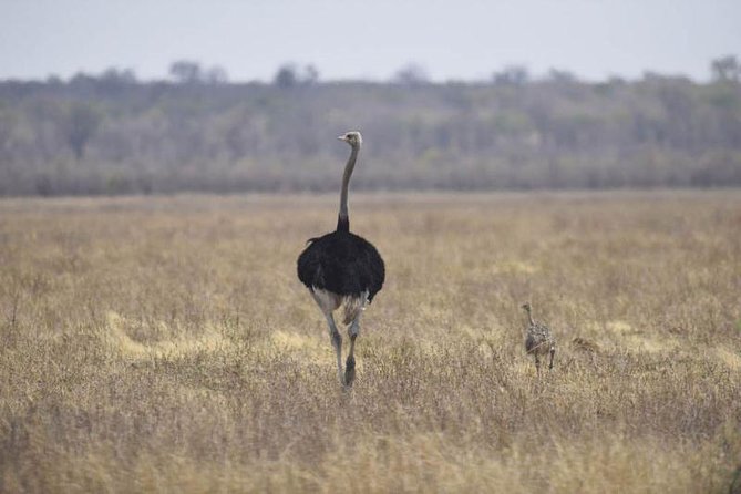 Full-Day Hwange National Park Tour from Victoria Falls - Lunch at a viewing platform