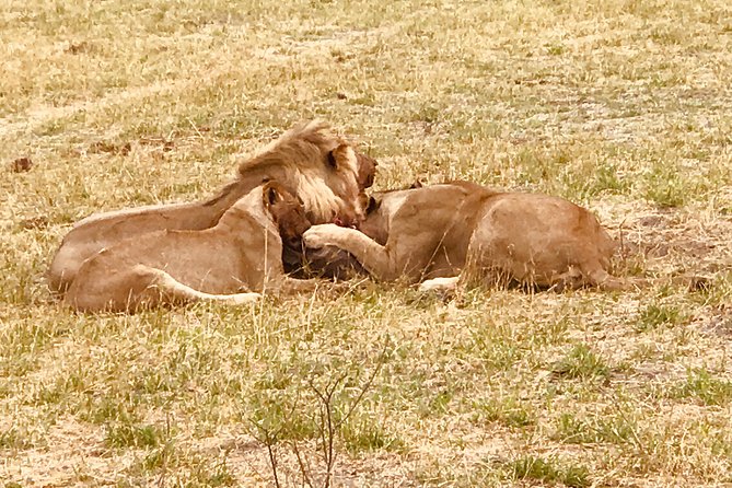 Full-Day Hwange National Park Tour from Victoria Falls - What the $275 price really buys