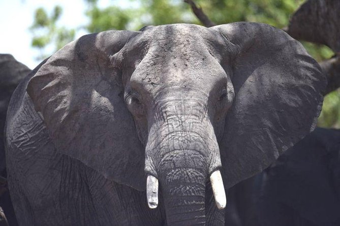 Full-Day Hwange National Park Tour from Victoria Falls - Comfort, access, and group size