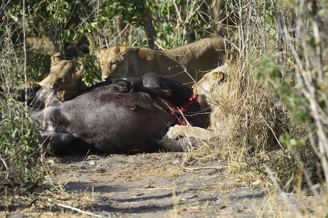Full-Day Hwange National Park Tour from Victoria Falls - The main strengths and the honest drawbacks