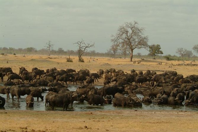 Full-Day Hwange National Park Tour from Victoria Falls - Reaching Hwange Main Camp at 8:30 am