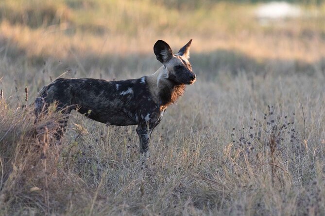 Full-Day Safari Chobe National Park and boat safari - Why Chobe works so well as a day trip from Victoria Falls