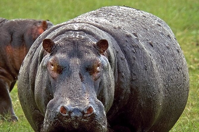Full-Day Safari Chobe National Park and boat safari - Crossing from Zimbabwe into Botswana