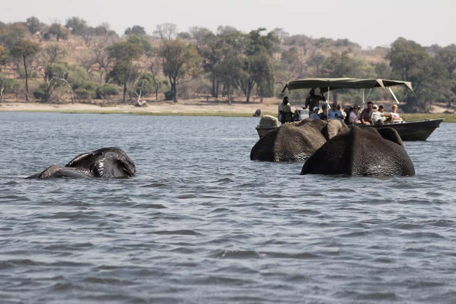 Full Day Safari in Chobe National Park From Victoria Falls - Why Chobe works so well as a day trip