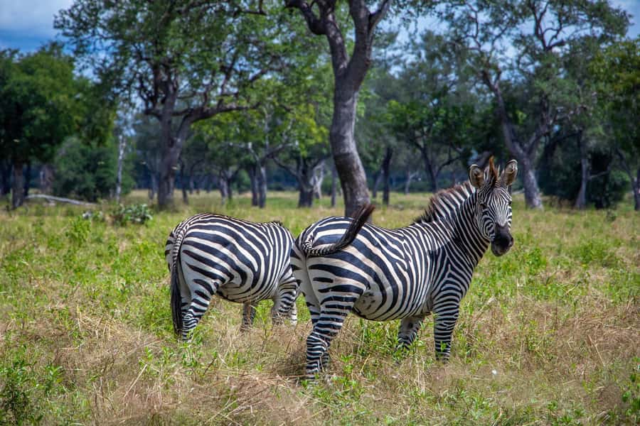 Full Day Safari in Chobe National Park From Victoria Falls - The three-hour game drive in Chobe