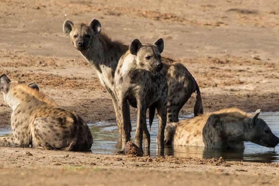 Full Day Safari in Chobe National Park From Victoria Falls - Is $200 good value?