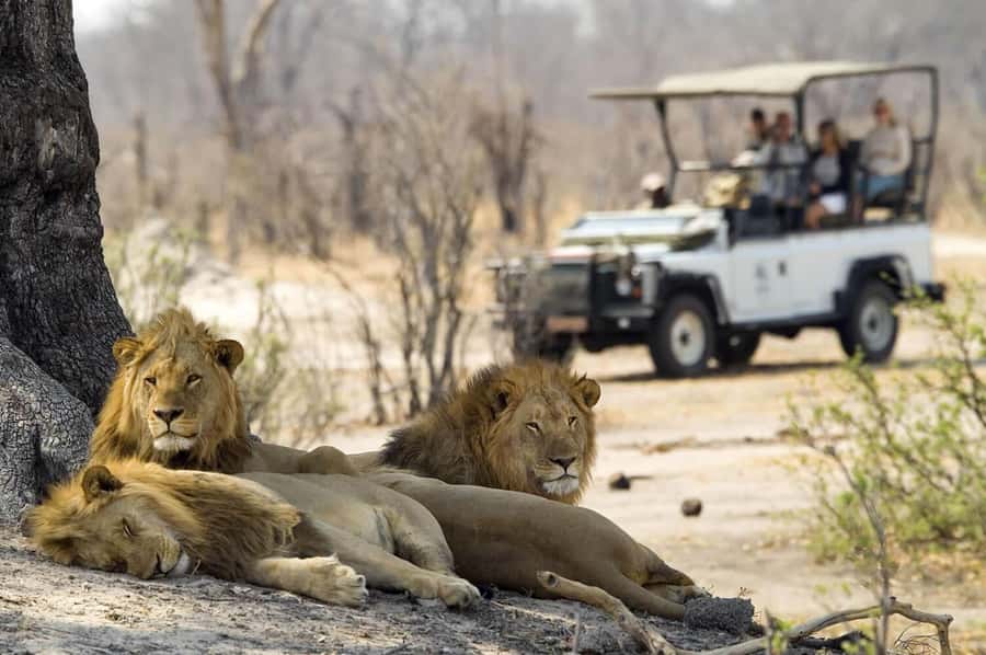 Full Day Safari in Chobe National Park From Victoria Falls - Who should book this Chobe safari?